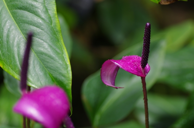 soku_13922.jpg :: 植物 花 ピンクの花 