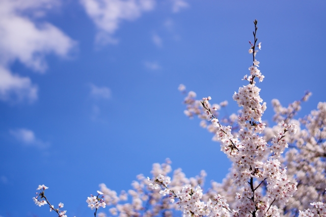 soku_13928.jpg :: 植物 花 桜 サクラ 