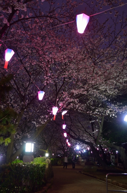soku_13933.jpg :: 風景 植物 花 桜 サクラ 夜桜 飛鳥山 