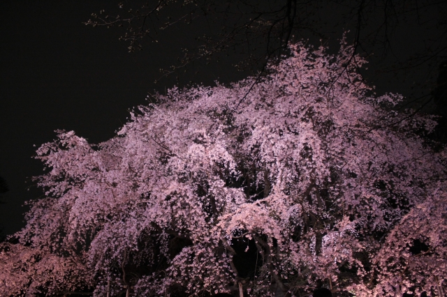 soku_13960.jpg :: 植物 花 桜 サクラ 夜桜 満開 