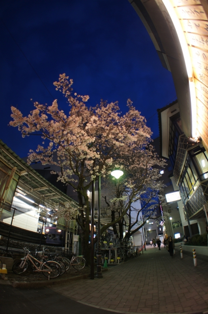 soku_13972.jpg :: 植物 樹木 街路樹 花 桜 サクラ 