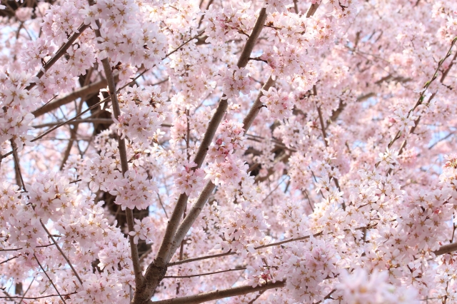 soku_13973.jpg :: 植物 花 桜 サクラ 満開 