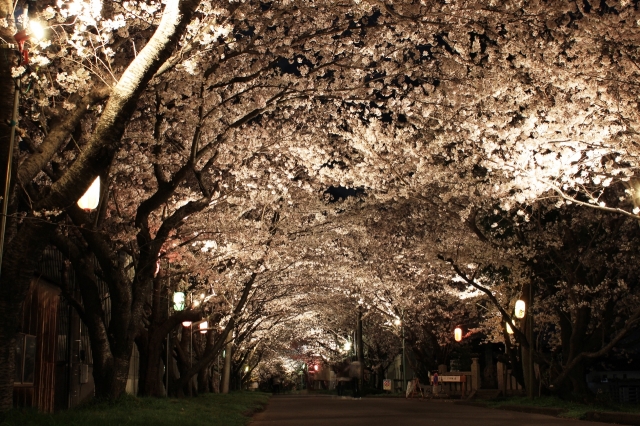 soku_13974.jpg :: 植物 花 桜 サクラ 夜桜 並木道 