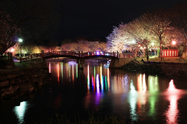 soku_13975.jpg :: 植物 花 桜 サクラ 夜桜 公園 色 光 ライトアップ 