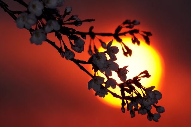 soku_13981.jpg :: 植物 花 桜 サクラ 太陽 日の出 朝日 