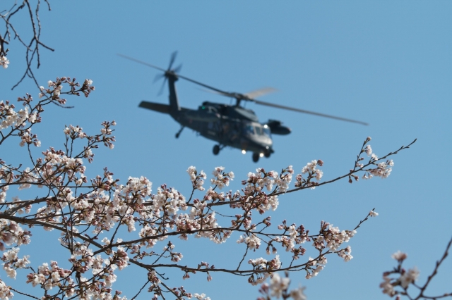 soku_14003.jpg :: UH.60J 救難ヘリ 熊谷基地 桜 