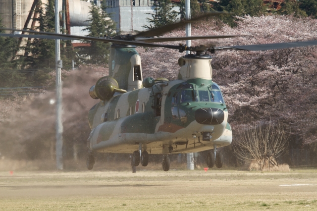 soku_14004.jpg :: 輸送ヘリコプター CH.47J 熊谷基地 桜 