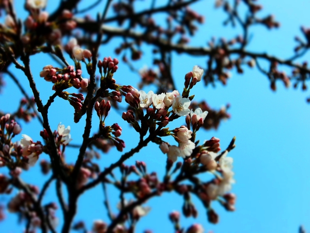 soku_14019.jpg :: 植物 花 桜 サクラ 蕾 