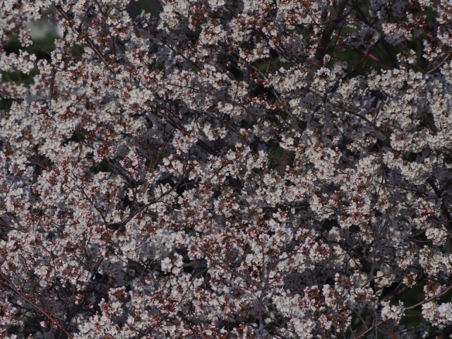 soku_14023.jpg :: 植物 花 桜 サクラ 満開 