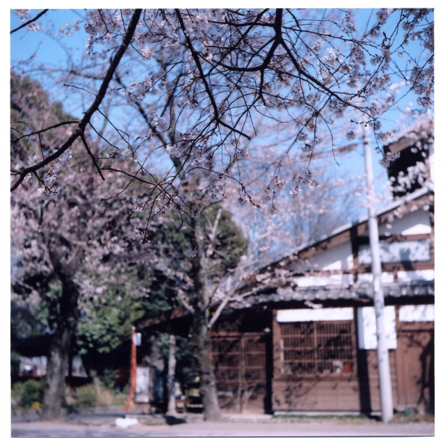 soku_14025.jpg :: 植物 花 桜 サクラ スクエアフォーマット 