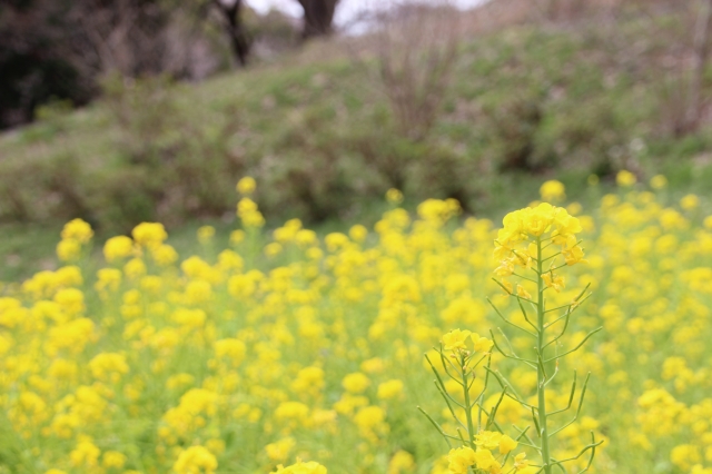 soku_14028.jpg :: 植物 花 菜の花 