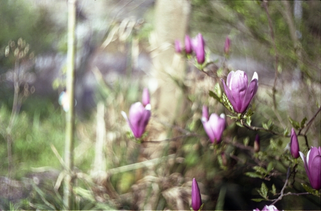 soku_14031.jpg :: 植物 花 紫の花 木蓮 銀塩 フイルム 