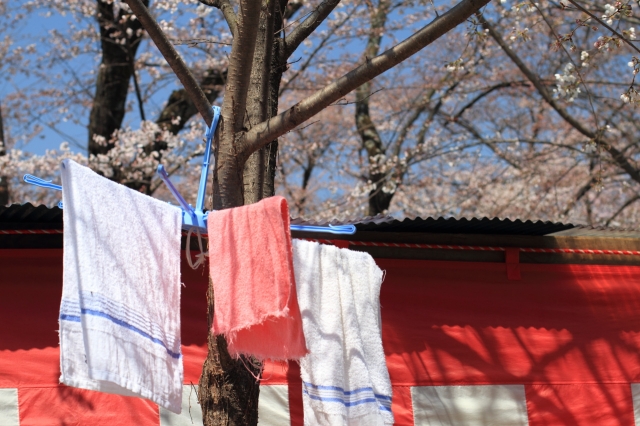 soku_14044.jpg :: 平野神社 紅白横断幕 洗濯物 植物 花 桜 サクラ 