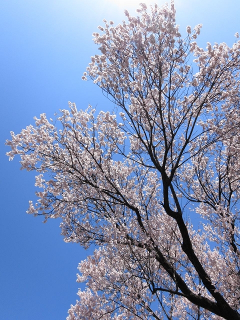 soku_14055.jpg :: PowerShotS95 風景 自然 植物 花 桜 サクラ 