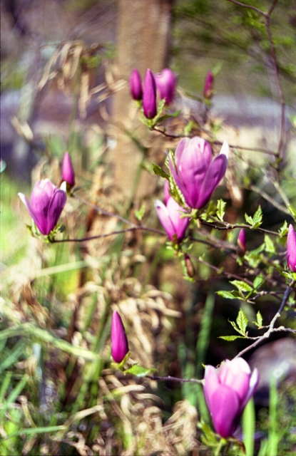 soku_14057.jpg :: 植物 花 紫の花 木蓮 フイルム 銀塩 