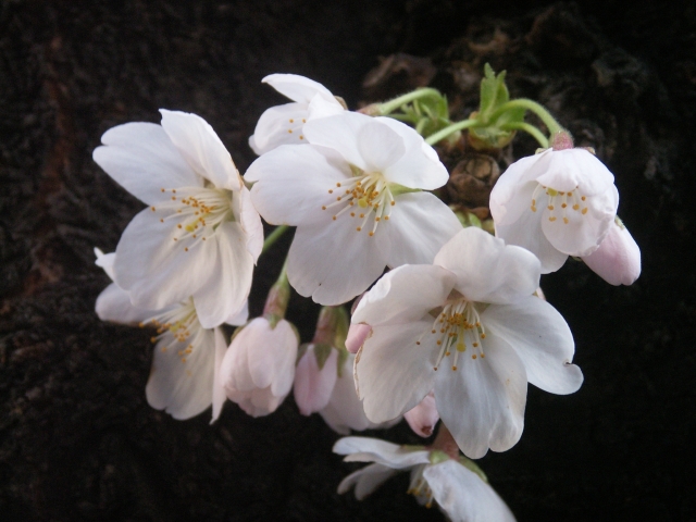 soku_14067.jpg :: 植物 花 桜 サクラ 