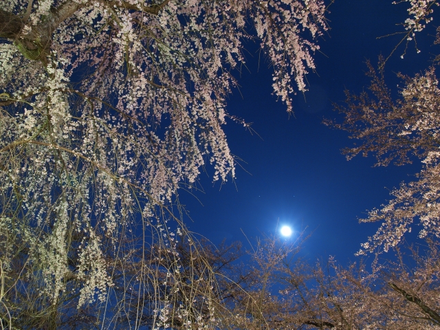soku_14072.jpg :: 植物 花 桜 サクラ 夜桜 風景 自然 天体 月 
