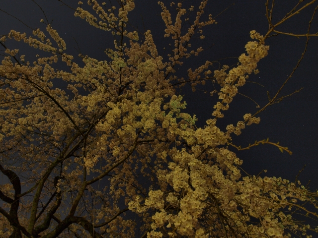 soku_14074.jpg :: 植物 花 桜 サクラ 夜桜 