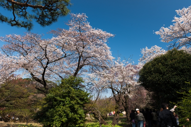 soku_14078.jpg :: 植物 花 桜 サクラ 風景 自然 空 青空 