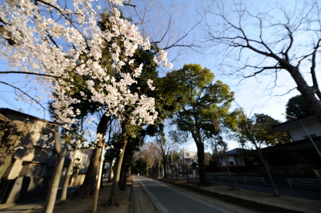 soku_14079.jpg :: 植物 花 桜 サクラ 