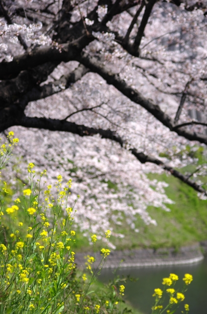 soku_14092.jpg :: 千鳥ヶ淵 植物 花 桜 サクラ 