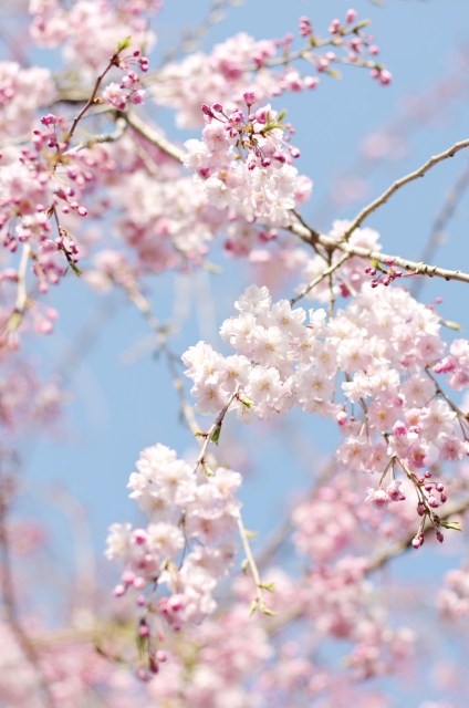 soku_14093.jpg :: 千鳥ヶ淵 植物 花 桜 サクラ ハイキー 