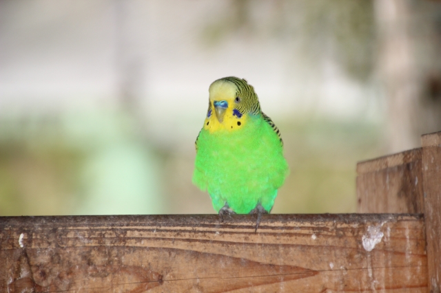 soku_14107.jpg :: 動物 鳥 インコ 