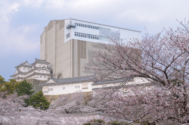 soku_14118.jpg :: 建築 建造物 城 姫路城 植物 花 桜 サクラ 