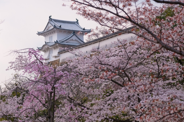 soku_14119.jpg :: 建築 建造物 城 姫路城 植物 花 桜 サクラ 満開 