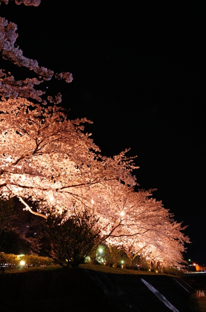 soku_14126.jpg :: 植物 花 桜 サクラ 夜桜 満開 色 光 ライトアップ 