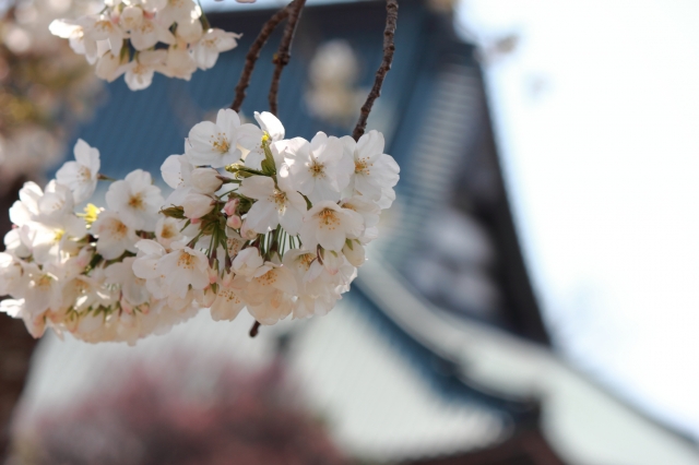 soku_14134.jpg :: 植物 花 桜 サクラ 