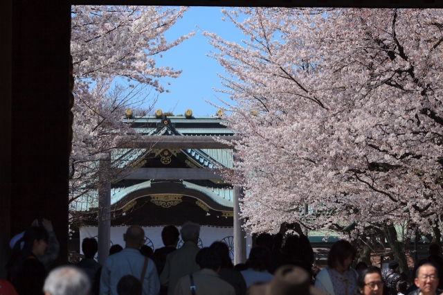 soku_14139.jpg :: 靖国神社 植物 花 桜 サクラ 夜桜 満開 