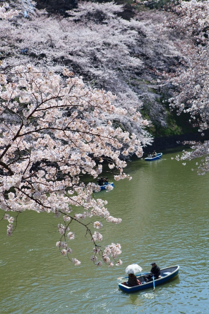soku_14140.jpg :: 千鳥ケ淵 植物 花 桜 サクラ 乗り物 交通 船 ボート 