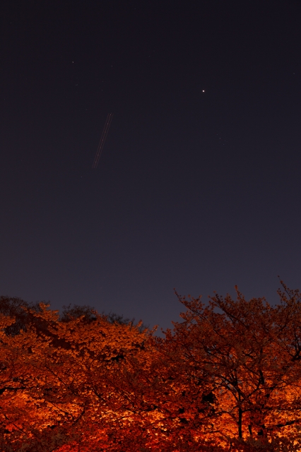 soku_14160.jpg :: 植物 花 桜 サクラ 夜桜 風景 自然 天体 星 木星 