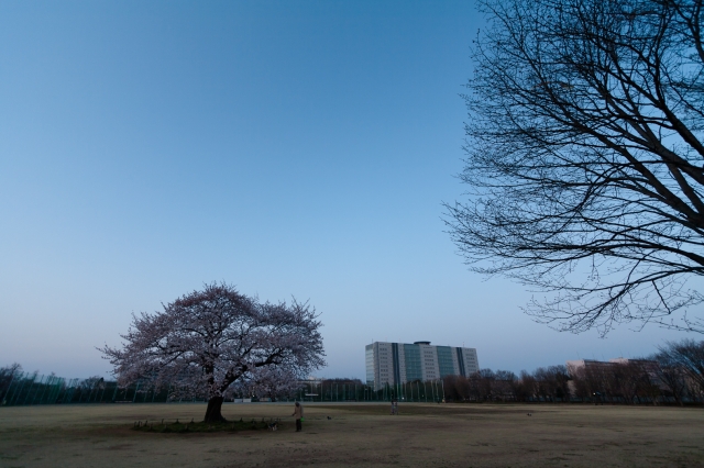 soku_14172.jpg :: 夕暮れ 風景 自然 空 植物 花 桜 サクラ 