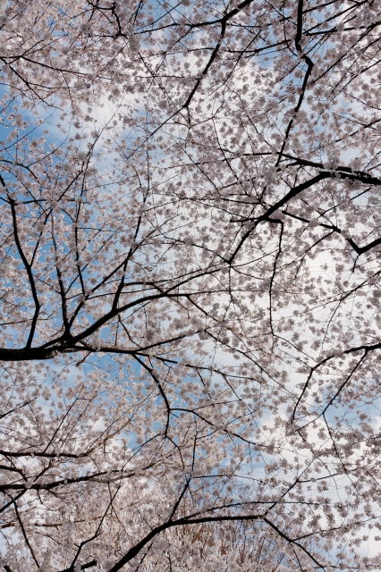 soku_14175.jpg :: 風景 自然 空 雲 植物 花 桜 サクラ 