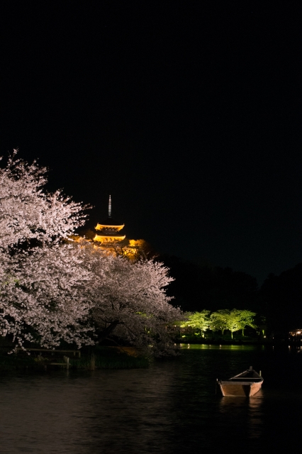 soku_14178.jpg :: 植物 花 桜 サクラ 夜桜 