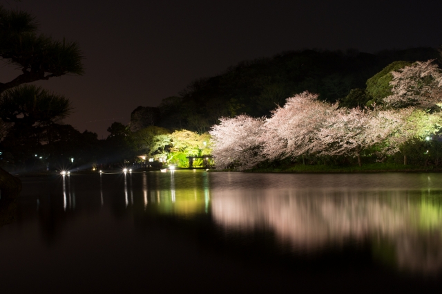 soku_14180.jpg :: 植物 花 桜 サクラ 夜桜 