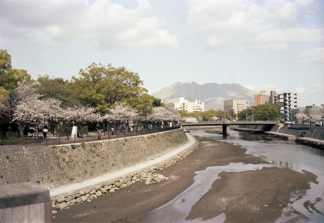 soku_14186.jpg :: 風景 自然 川 河川 植物 花 桜 サクラ 銀塩 フイルム 