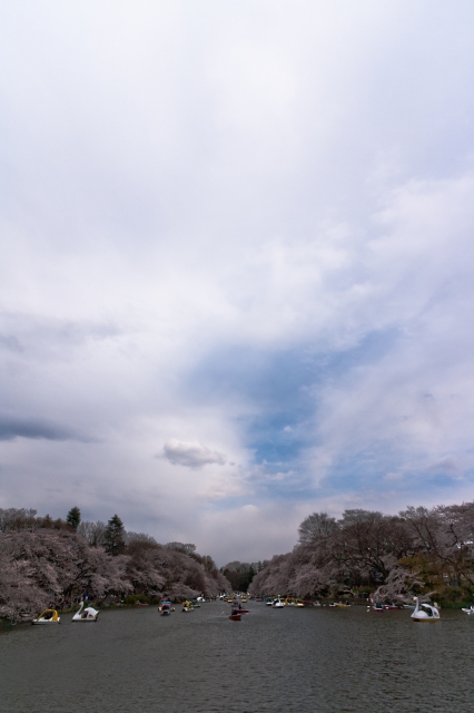 soku_14194.jpg :: 水分 井の頭公園 空 雲 桜 (^_^) 
