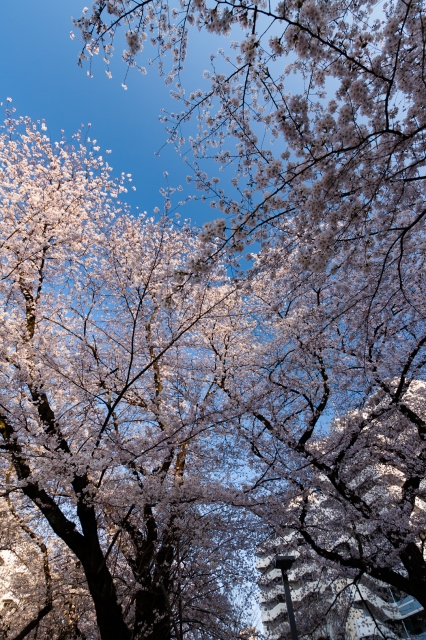 soku_14199.jpg :: 桜 植物 空 植物 花 桜 サクラ (^_^) 