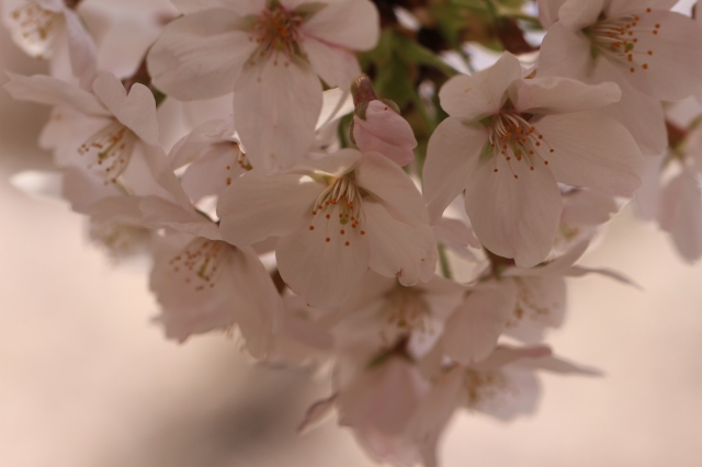 soku_14201.jpg :: 植物 花 桜 サクラ 