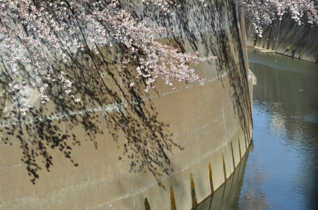 soku_14209.jpg :: 風景 自然 川 河川 植物 花 桜 サクラ 
