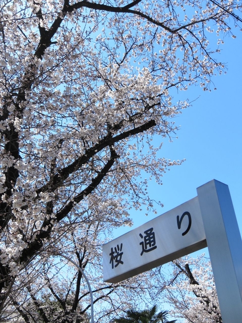 soku_14213.jpg :: PowerShotS95 風景 自然 植物 花 桜 サクラ 熊谷基地さくら祭 