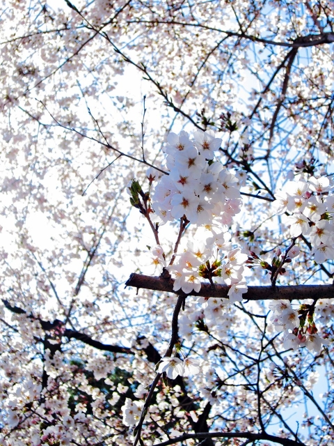 soku_14216.jpg :: PowerShotS95 風景 自然 植物 花 桜 サクラ 熊谷基地さくら祭 