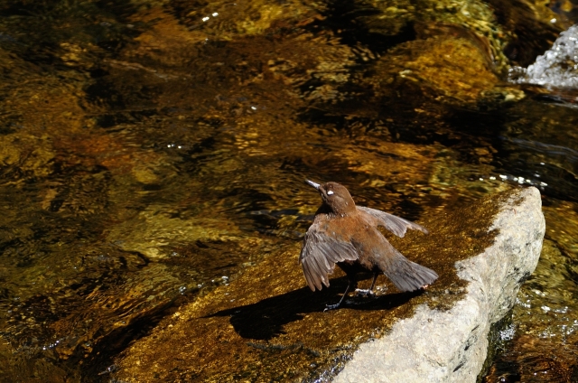 soku_14244.jpg :: カワガラス 動物 鳥 野山の鳥 