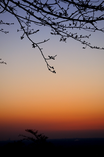 soku_14259.jpg :: 風景 自然 空 朝焼け 桜蕾 シルエット 