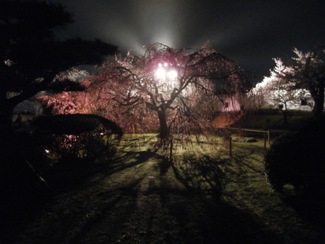 soku_14291.jpg :: 植物 花 桜 サクラ 夜桜 