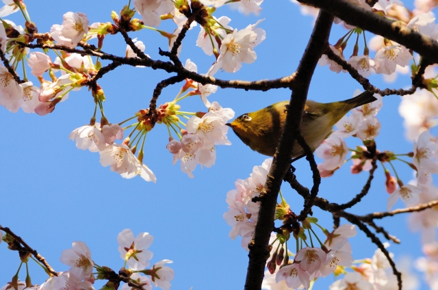 soku_14296.jpg :: 植物 花 桜 サクラ 動物 鳥 野山の鳥 メジロ 