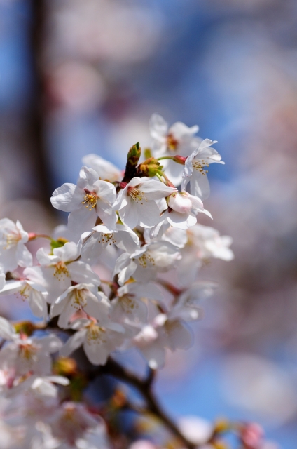 soku_14309.jpg :: 植物 花 桜 サクラ 
